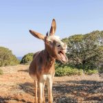 Donkey yawning on a rocky trail