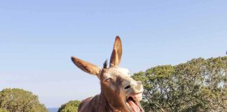 Police Shoot Pet Donkey – Lawsuit Ignites Donkey yawning on a rocky trail
