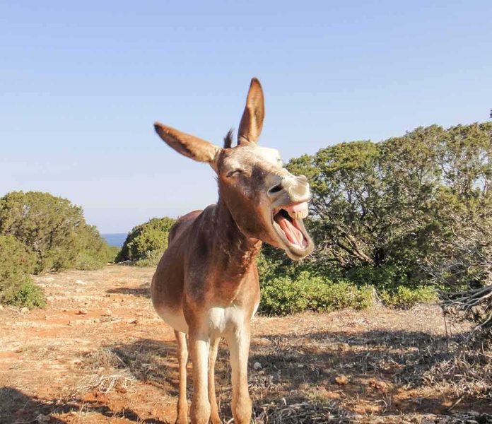 shutterstock_384331075 Donkey yawning on a rocky trail