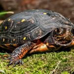 El Niño Unleashes Wild Pacific Shift Spotted turtle on mossy ground
