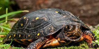 El Niño Unleashes Wild Pacific Shift Spotted turtle on mossy ground