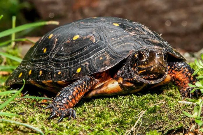 Spotted turtle on mossy ground